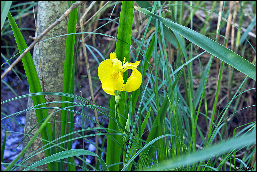 Iris pseudacorus